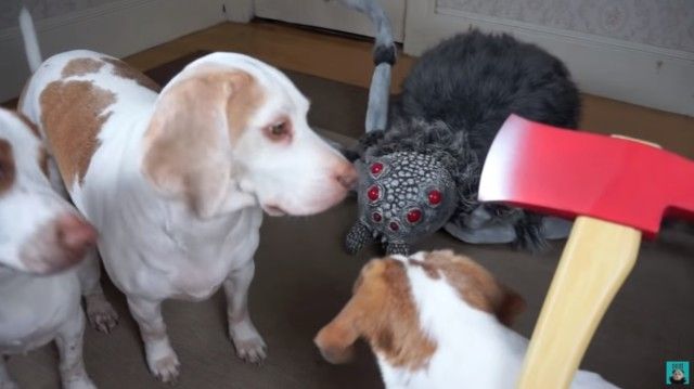 dognspider7_e