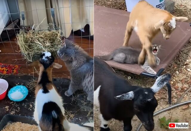 catngoat7_640