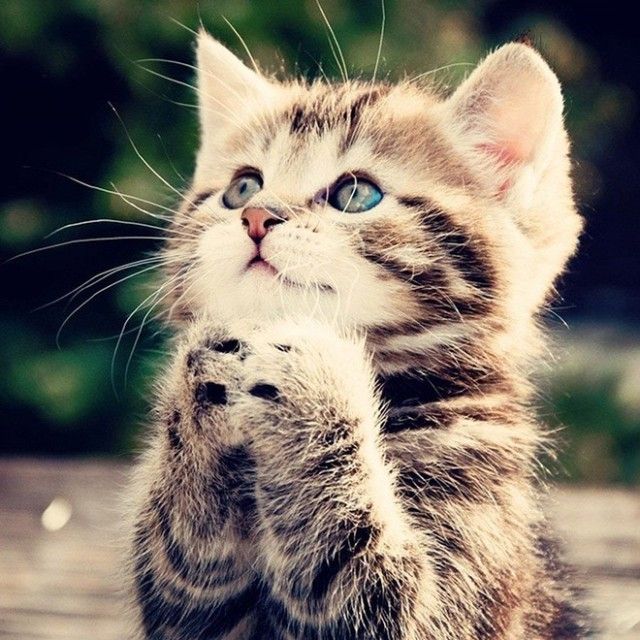 prayingcat18_e