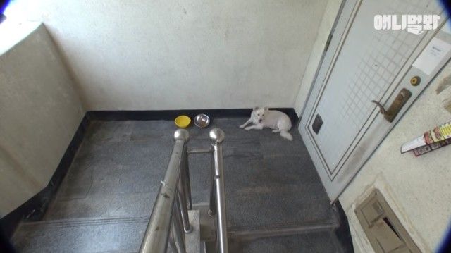 koreandog_e