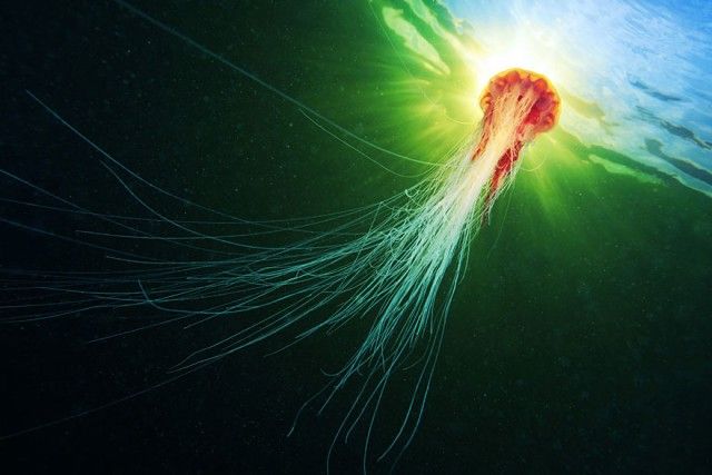underwater-jellyfish-alexander-semenov-aquatis-20-2_e