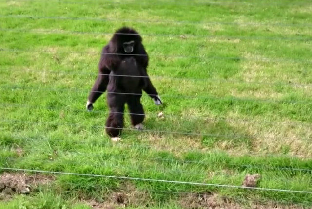gibbon3