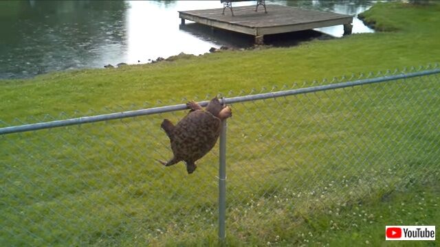 turtleclimbsfence3_640