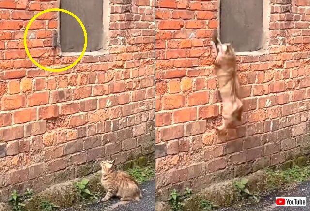 tomnjerry4_640