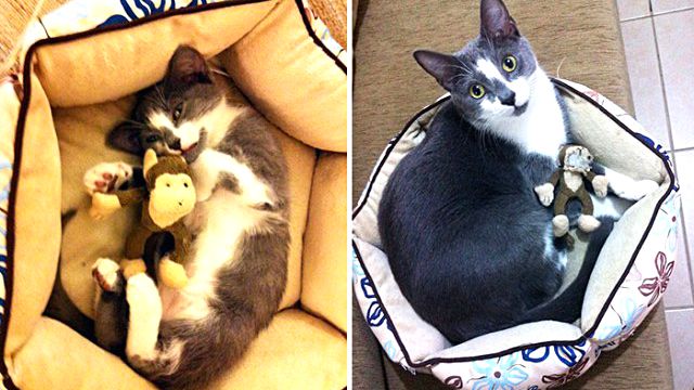 pets-growing-up-with-toys-1101__700_ea