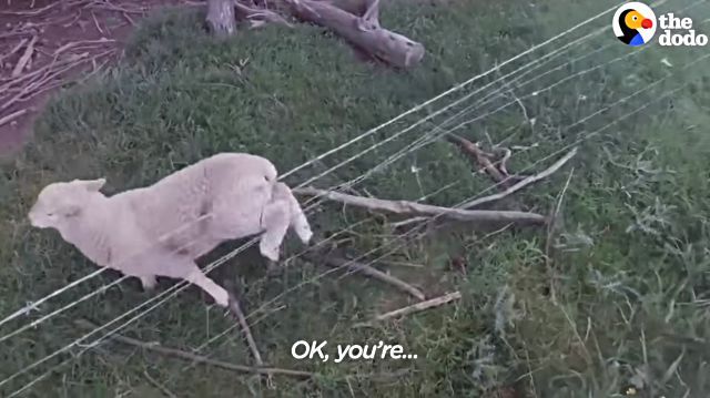 sheep3