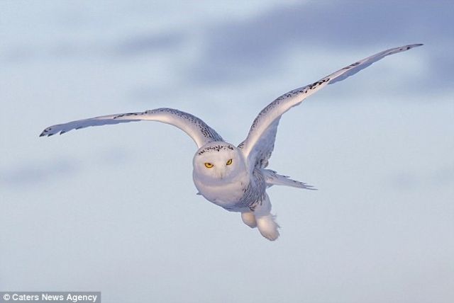 owl-6 (1)