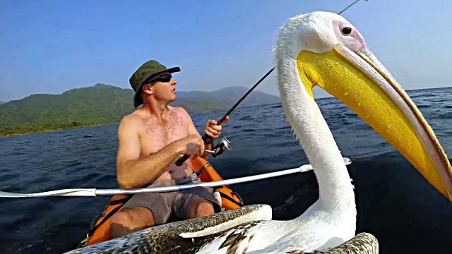 pelican0
