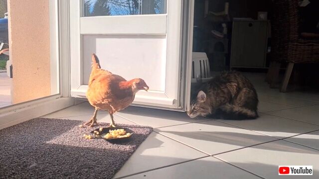 kittenbschicken4_640
