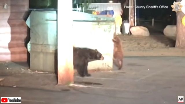 bearcubrescue2_640
