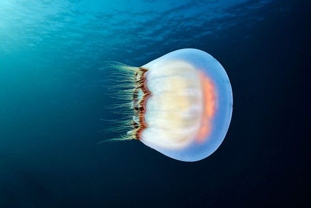underwater-jellyfish-alexander-semenov-aquatis-26-2_e