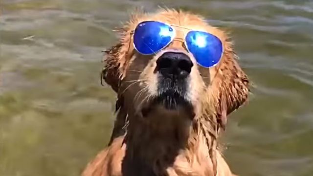 bestpets6w4-0