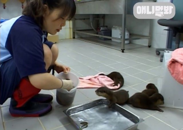 babyotters3_e