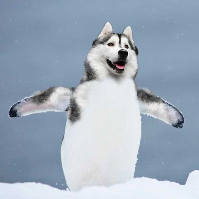 penguin3_e