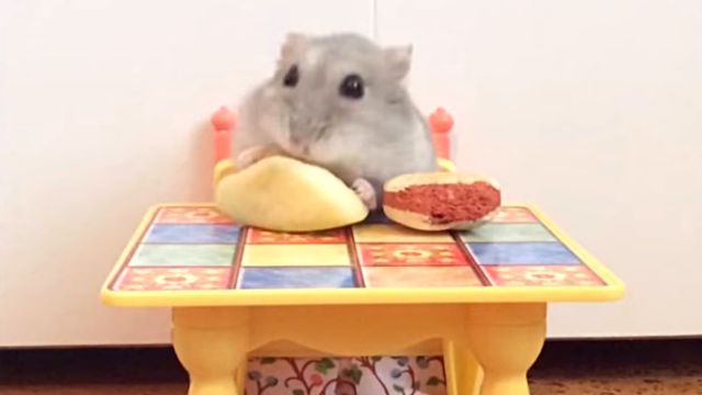 funnyanimals5