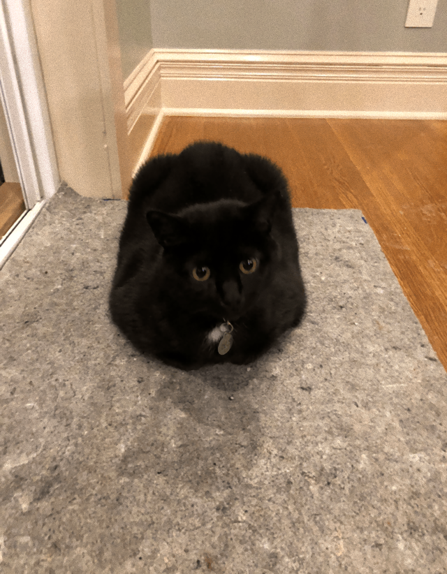 catloaf5_e