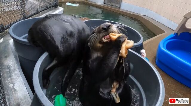 seaotters2_640