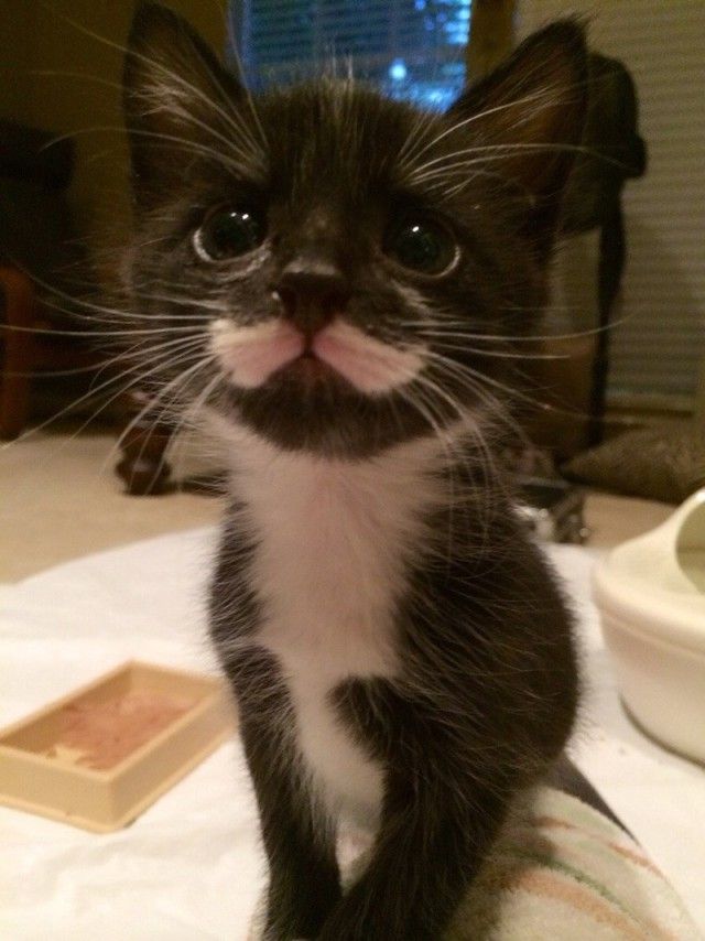 mustaches2_e