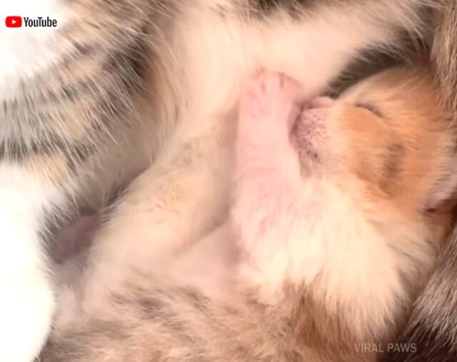 munchkinkitten1_640