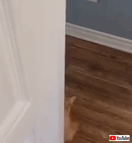 gif (2)
