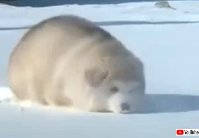 puppyballs2_640