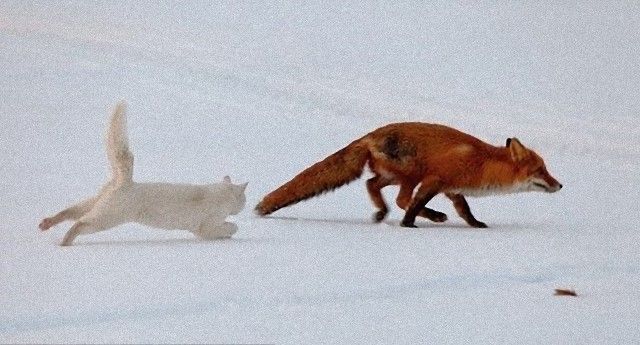 catintheworld1_e