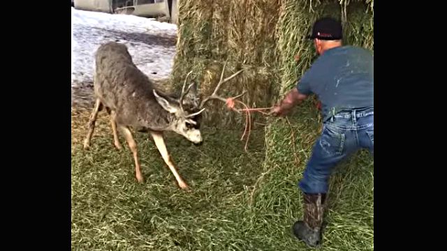 deerrescue1