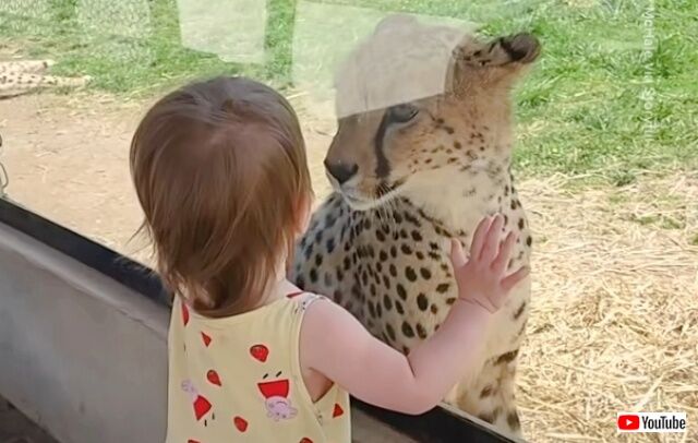 「あなたはだぁれ？」チーターと小さな女の子、動物園のガラス越しに見つめ合う