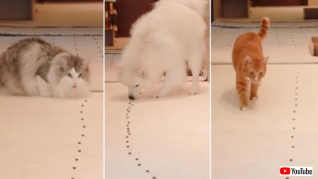 食べ方一つにも個性が出る？愛猫・愛犬のオヤツの食べ方と、ペットと幸せに暮らす新居のデザインについて