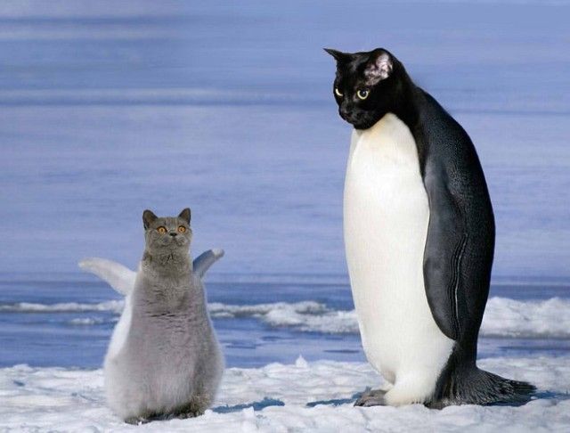 penguin15_e