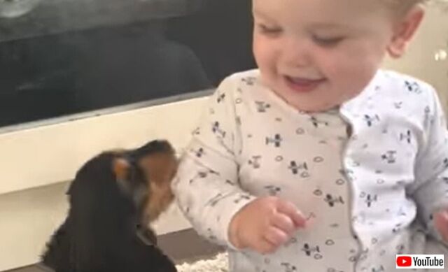 赤ちゃんと子犬の「はじめまして！」究極の和みしかない動画に癒されよう