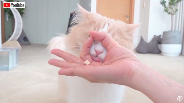 smartcats3_640