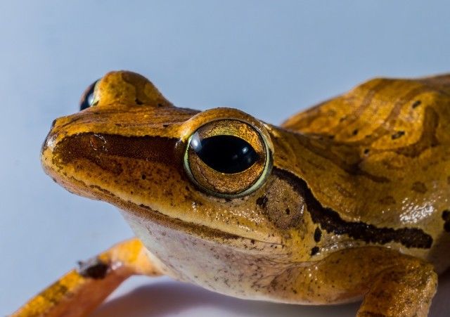 tree-frog-299886_960_720_e
