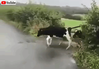 cowsjump
