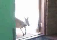 いや オーストラリアでは当たり前だから カンガルーがパブを冷やかしに訪れる日常的風景 マランダー いや オーストラリアでは当たり前だから カンガルーがパブを冷やかしに訪れる日常的風景 マランダー