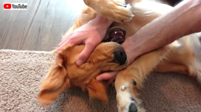 bellyrub2_640