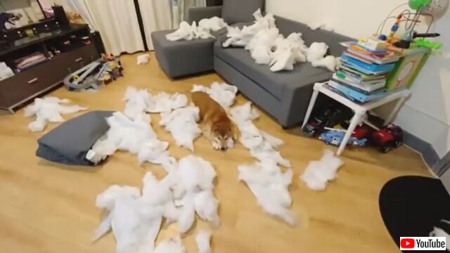 dogatesofa4_640