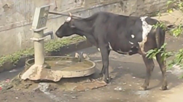 clevercow2_e