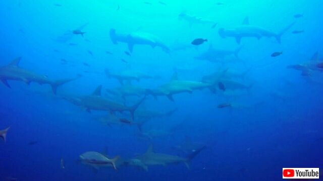 hammerheadsharks2_640
