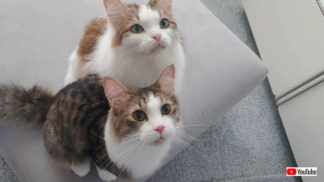 このまなざし、このタイミング！同じものを目で追う愛猫たちのシンクロニシティ