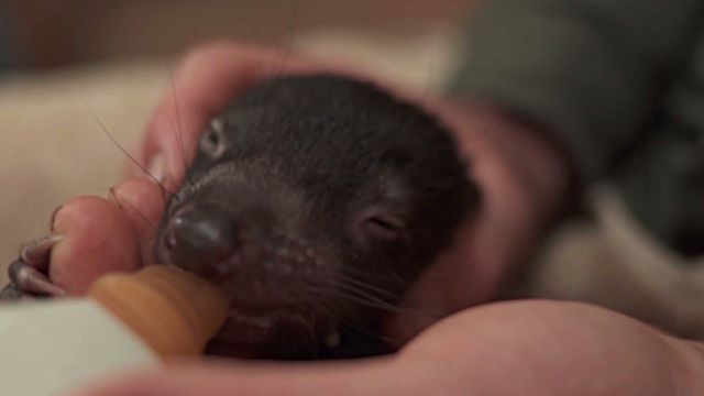 TasmanianDevil3