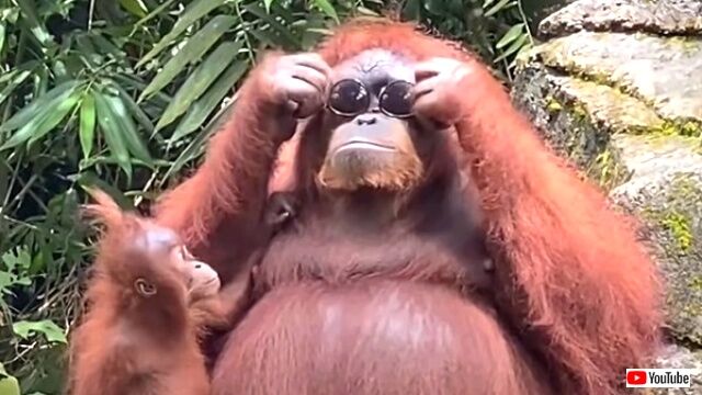 「似合うかしら？」オランウータンのお母さん、ニンゲンの落としたサングラスを拾ってご満悦？
