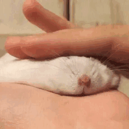 cute-melting-animals-42-58bed613e54d4__605
