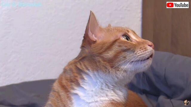 weirdcat6_640