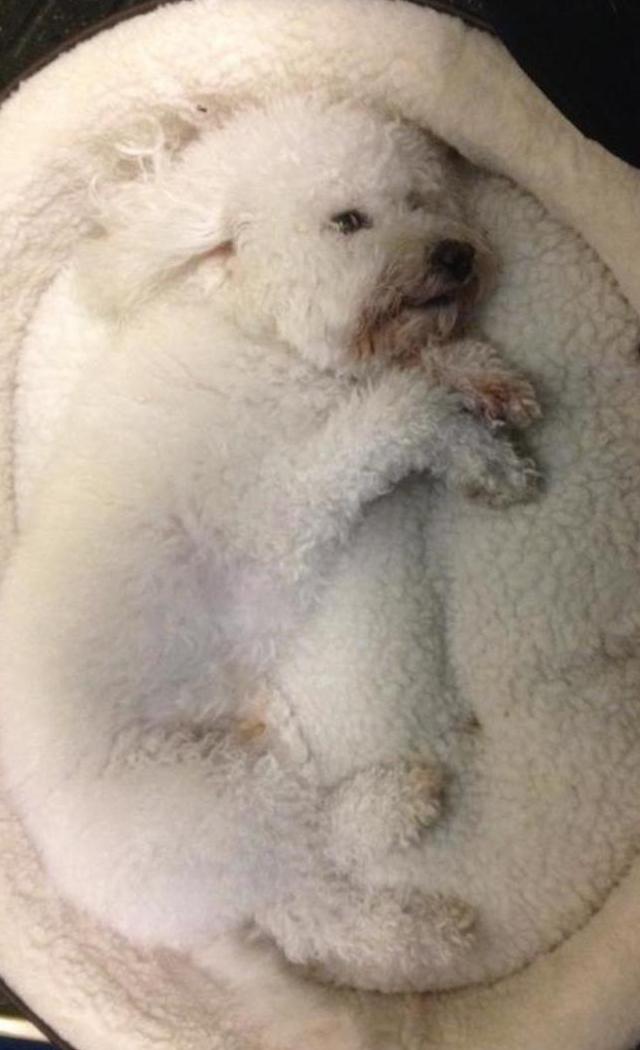7dog ok