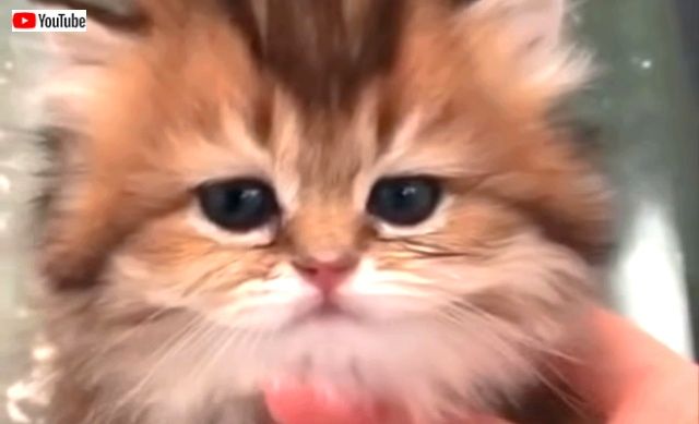 cutestanimals0_640