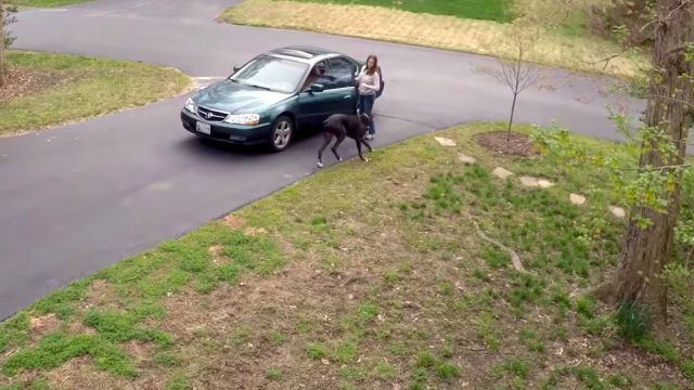 greatdane3