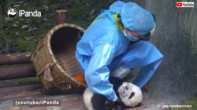 pandathieves4_640