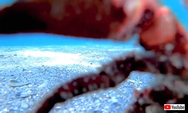 hermitcrab5_640