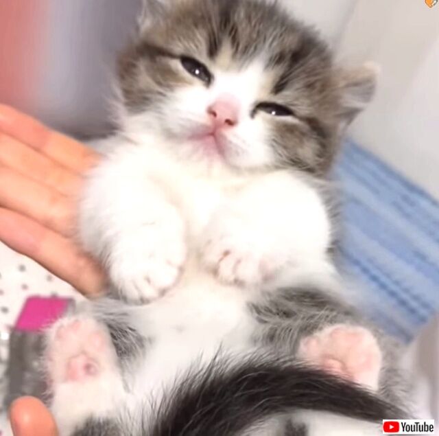 softkitties6_640